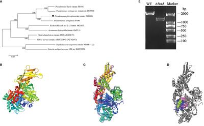 Effect of Ferredoxin Receptor FusA on the Virulence Mechanism of Pseudomonas plecoglossicida